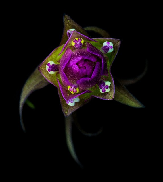 Orthocarpus imbiricatus - Mountain Owl's Clover 14-5585-90a.jpg